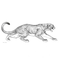 Cougar Sketch