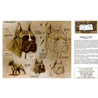 Potrait of a Boxer by Al Stohlman- Series 4B Page 8