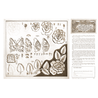 Roses and Butterfly by Al Stohlman- Series 3 Page 5