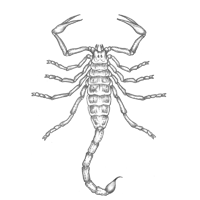 Scorpion Sketch