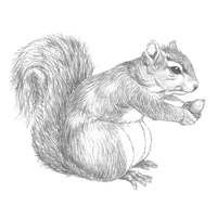 Squirrel Sketch