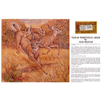 Texas Whitetail Deer by Dick Hatfield- Series 3D Page 11