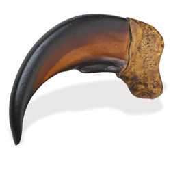 Resin Bear Claws